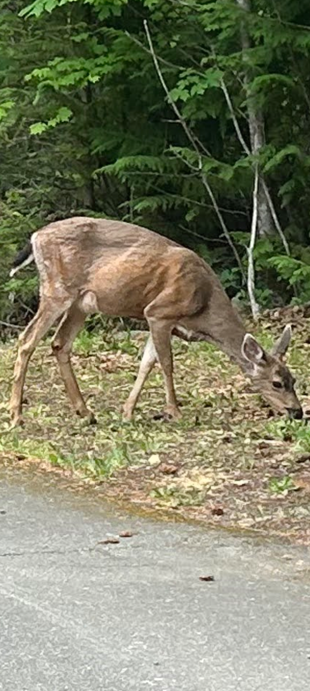 Tick the Deer  - original photo