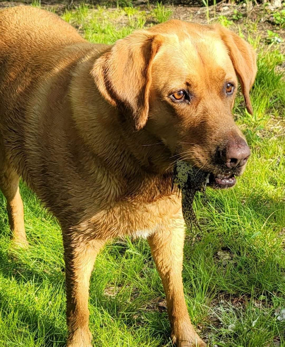 Charlie - original photo
