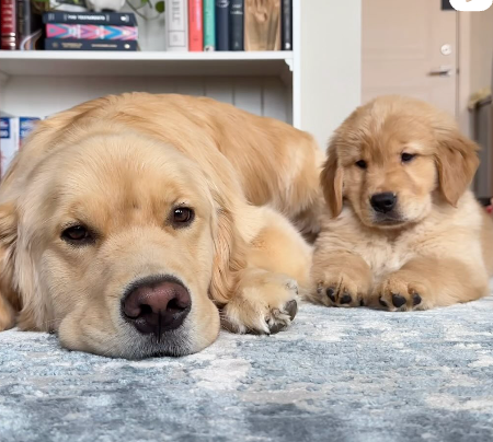 Benny and Remy - original photo