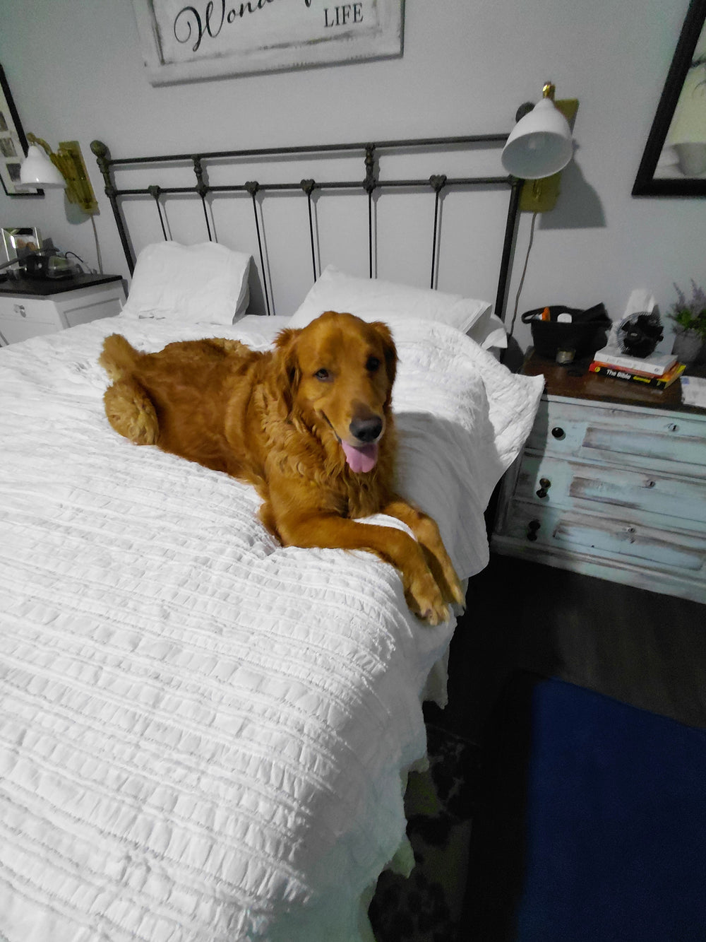 Loui,.my grandddog  - original photo