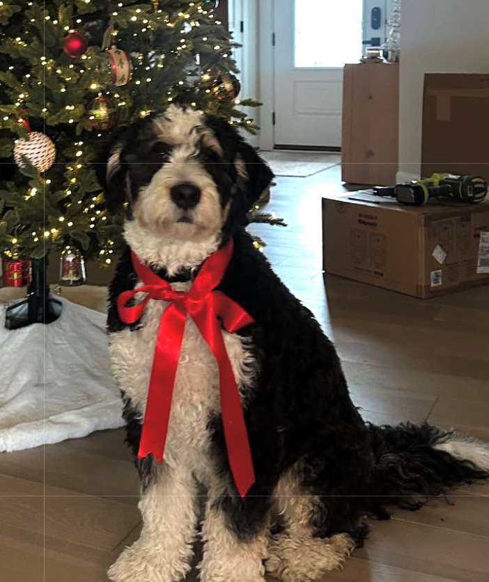 Bentley - original photo