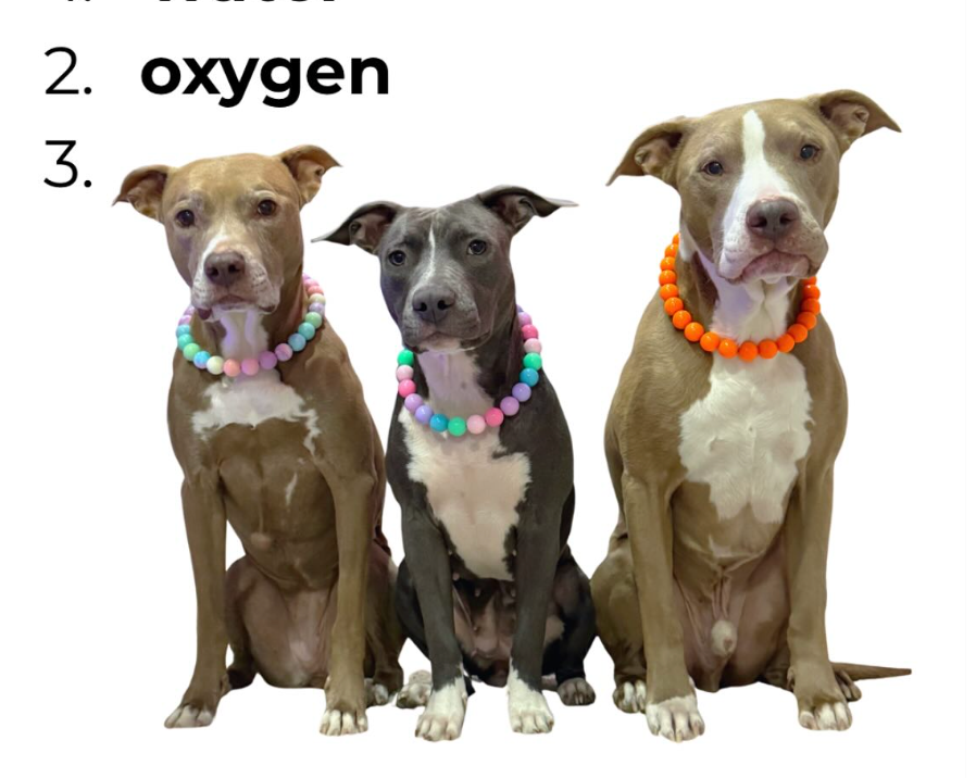 Original pet photo