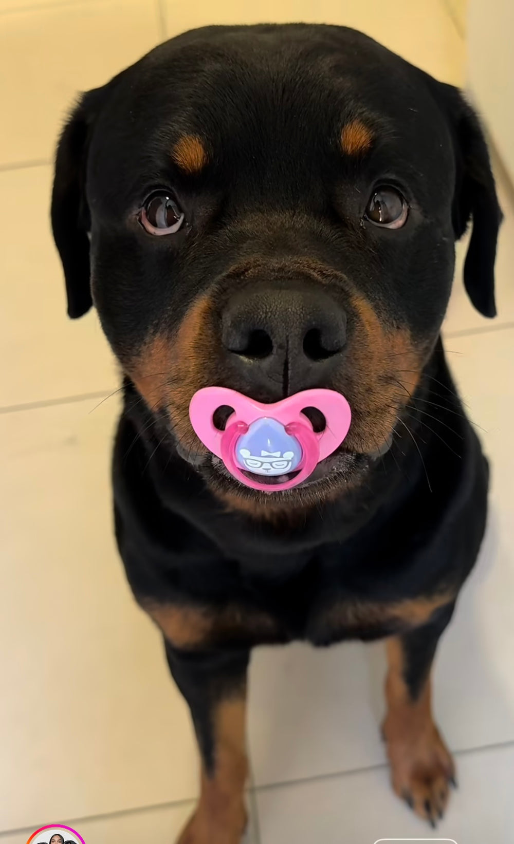 Nala - original photo
