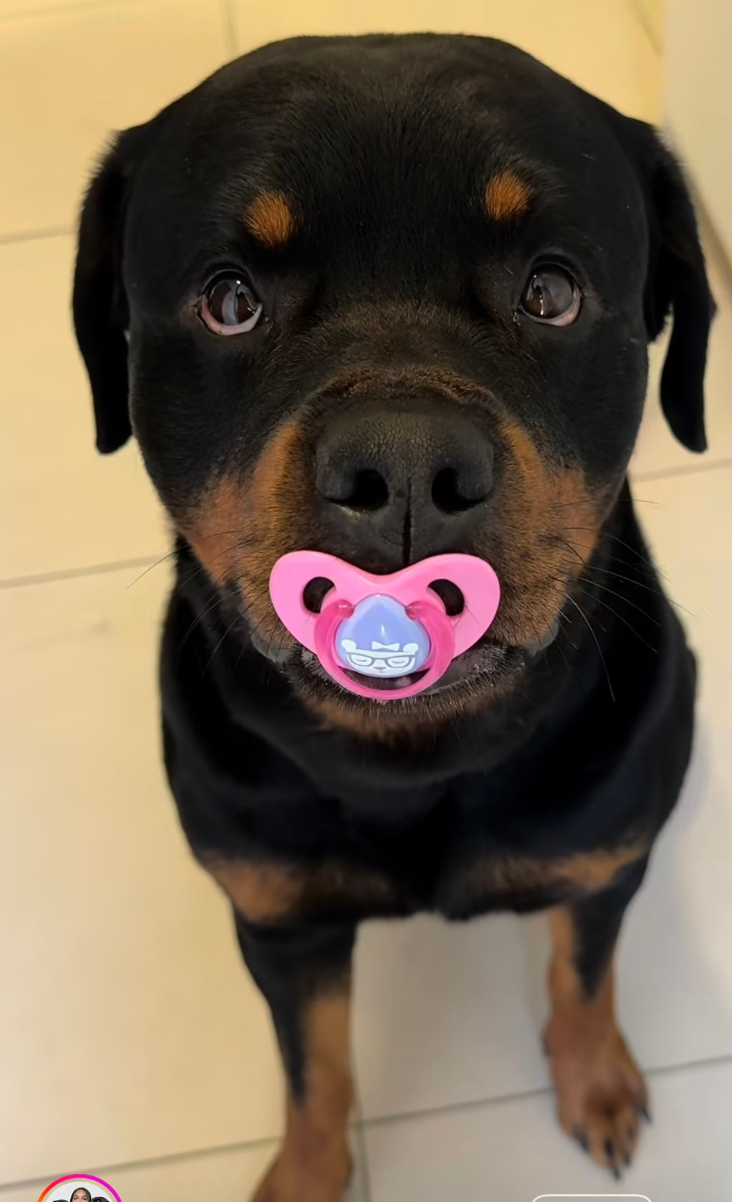Nala - original photo