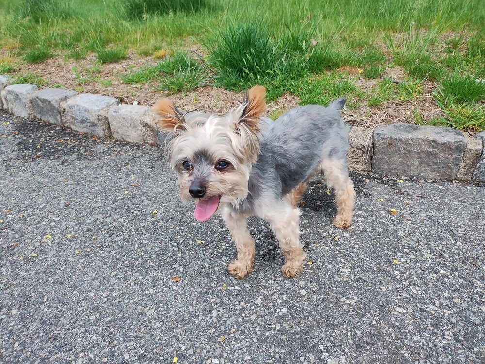 bella - original photo