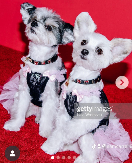 Tinkerbelle and Belle - original photo