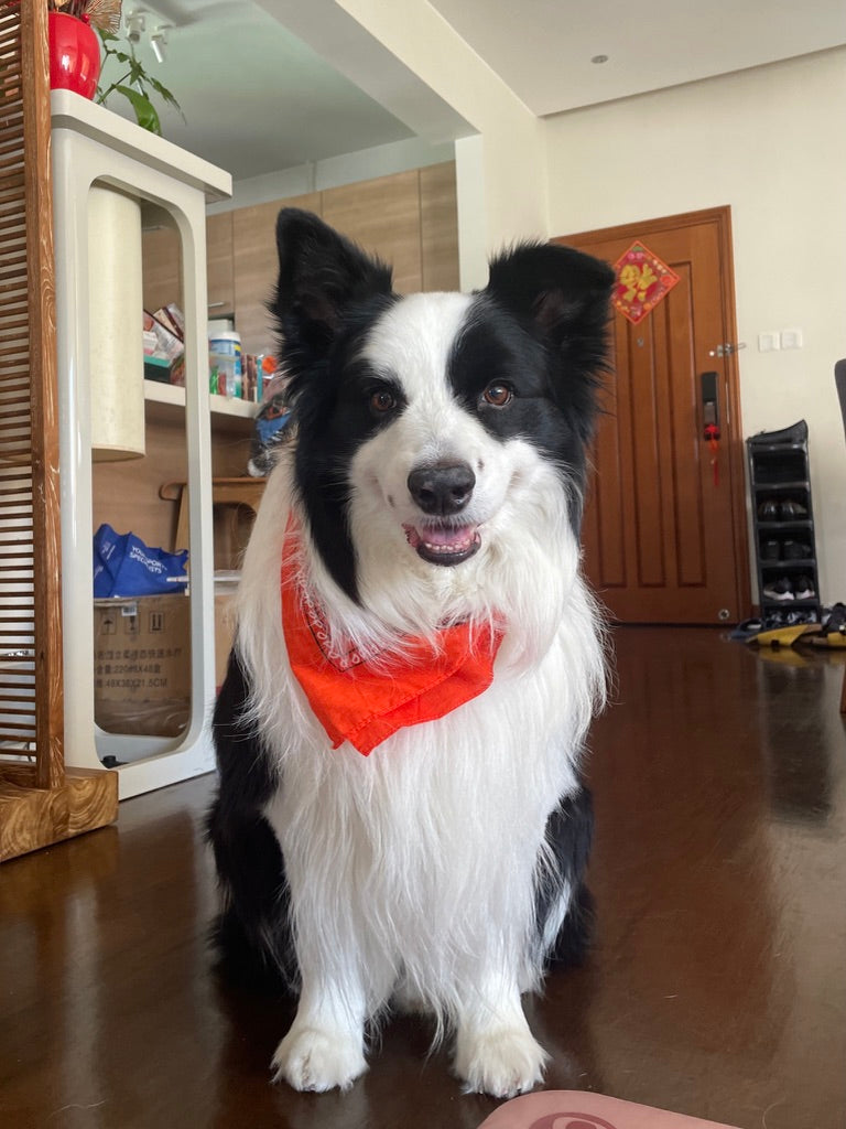 my dog keifer - original photo