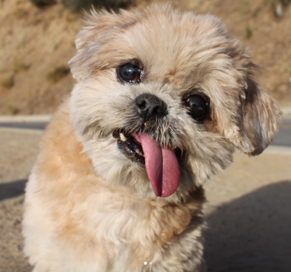 Original pet photo