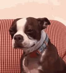 Original pet photo