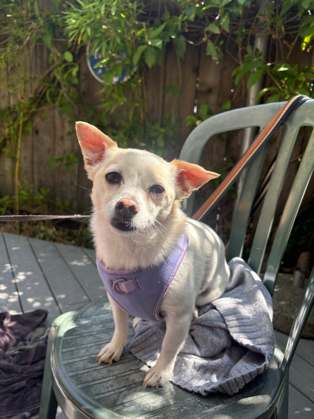 Original pet photo