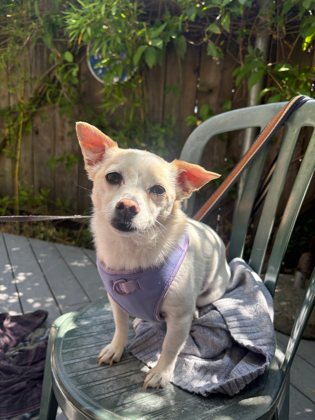 Original pet photo
