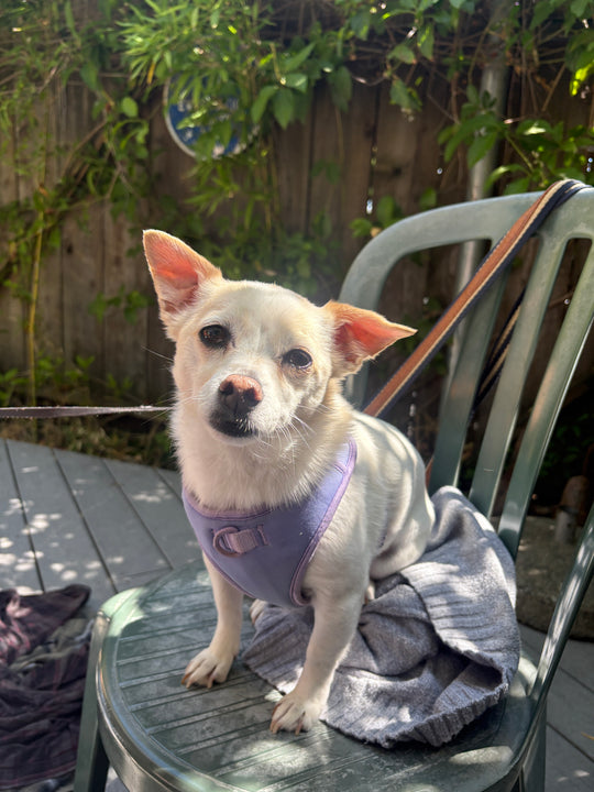 Original pet photo
