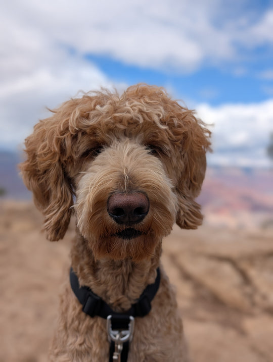 Original pet photo