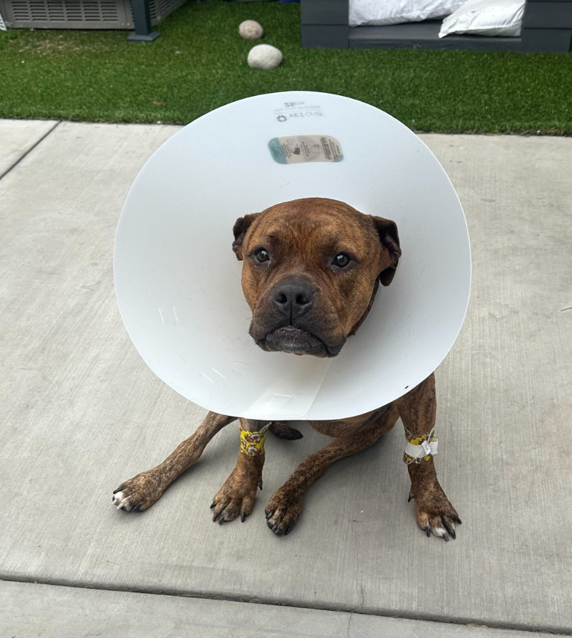 Original pet photo
