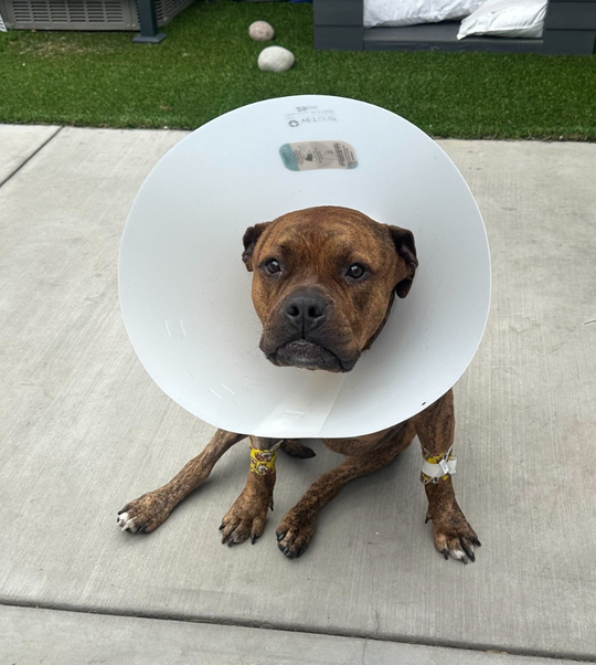 Original pet photo