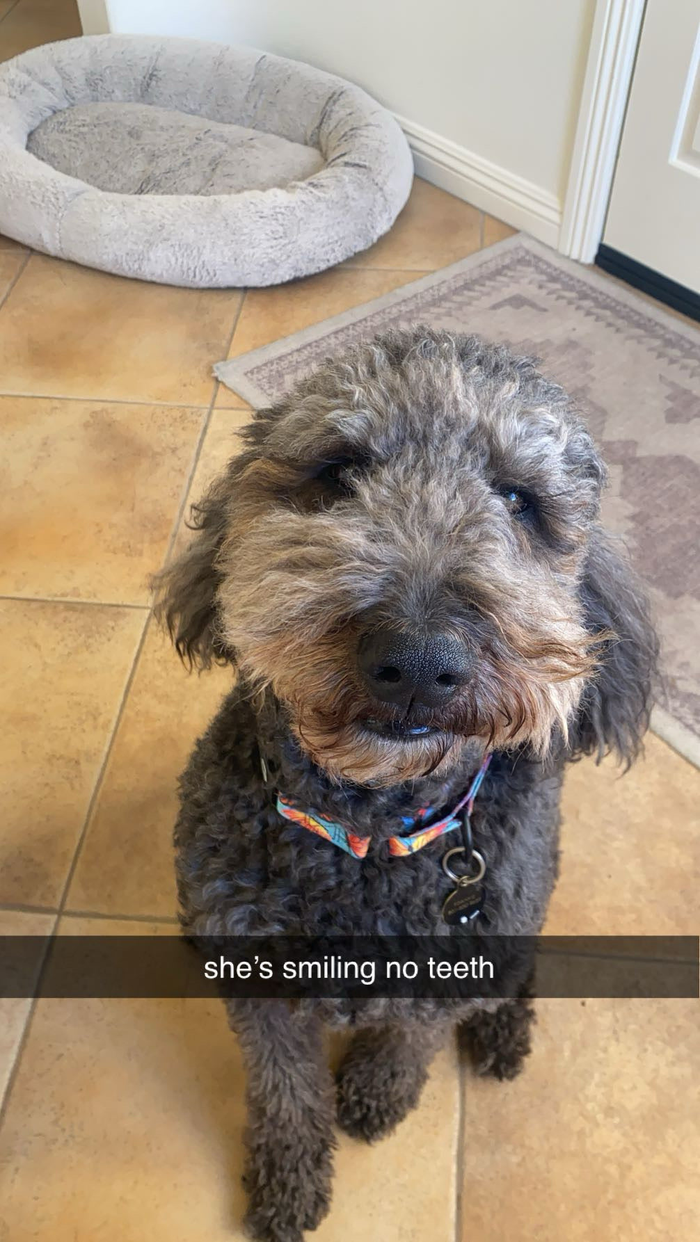 Original pet photo