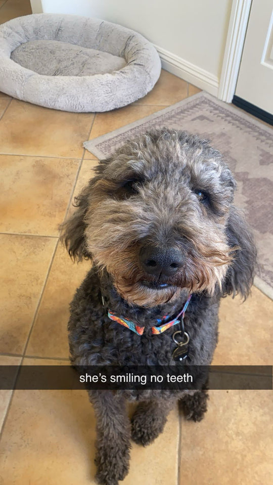 Original pet photo