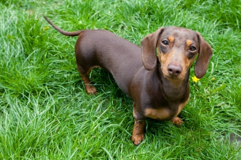 Original pet photo