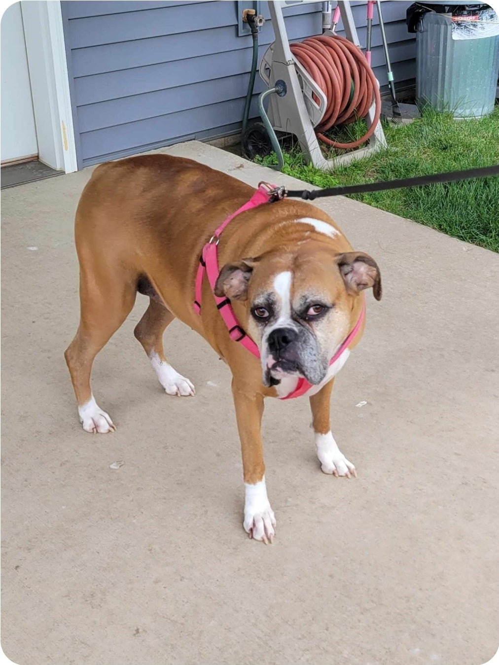 Original pet photo