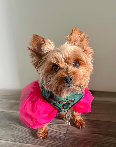 yorkie_axl - original photo