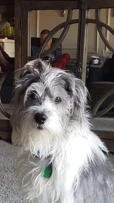 Original pet photo