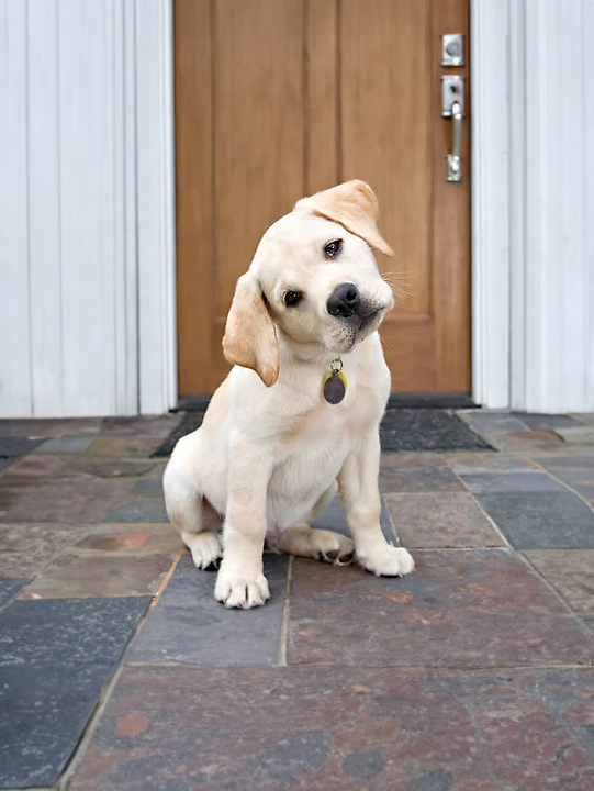 Original pet photo