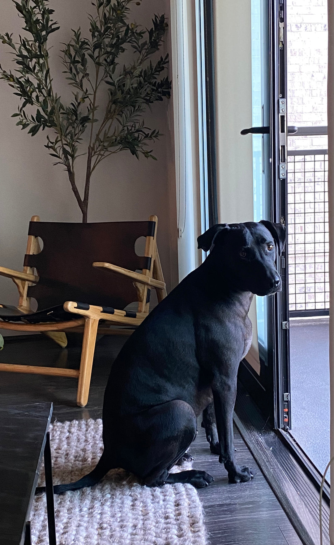 Ozzie - original photo