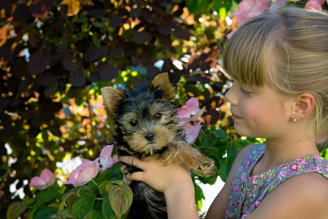 Original pet photo