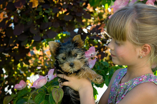 Original pet photo