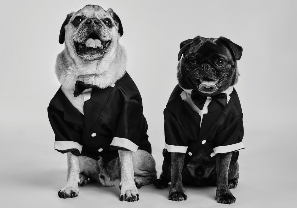 Pugs - original photo