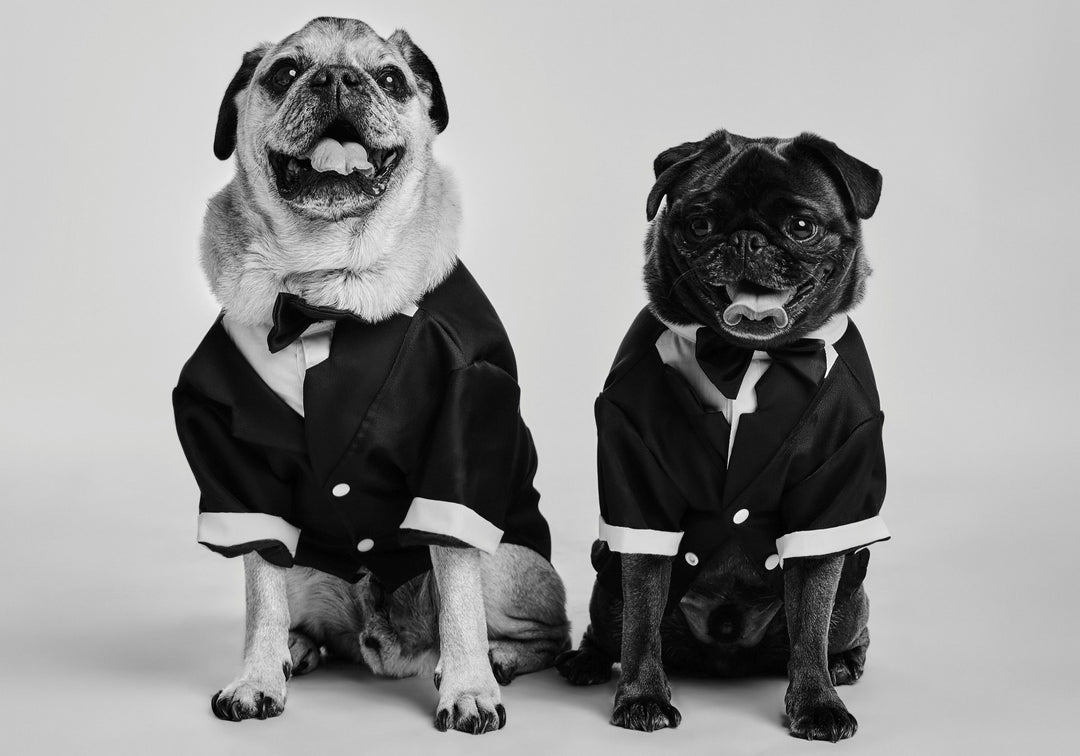 Pugs - original photo