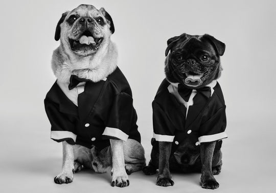 Pugs - original photo