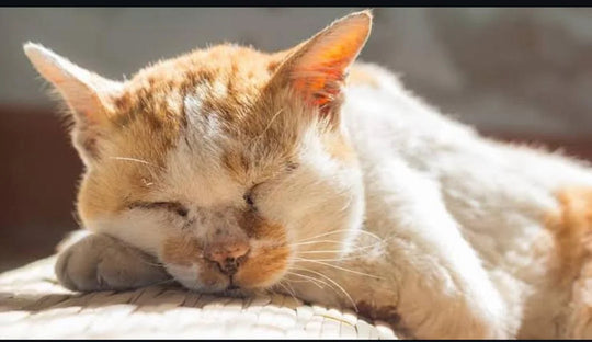 Original pet photo