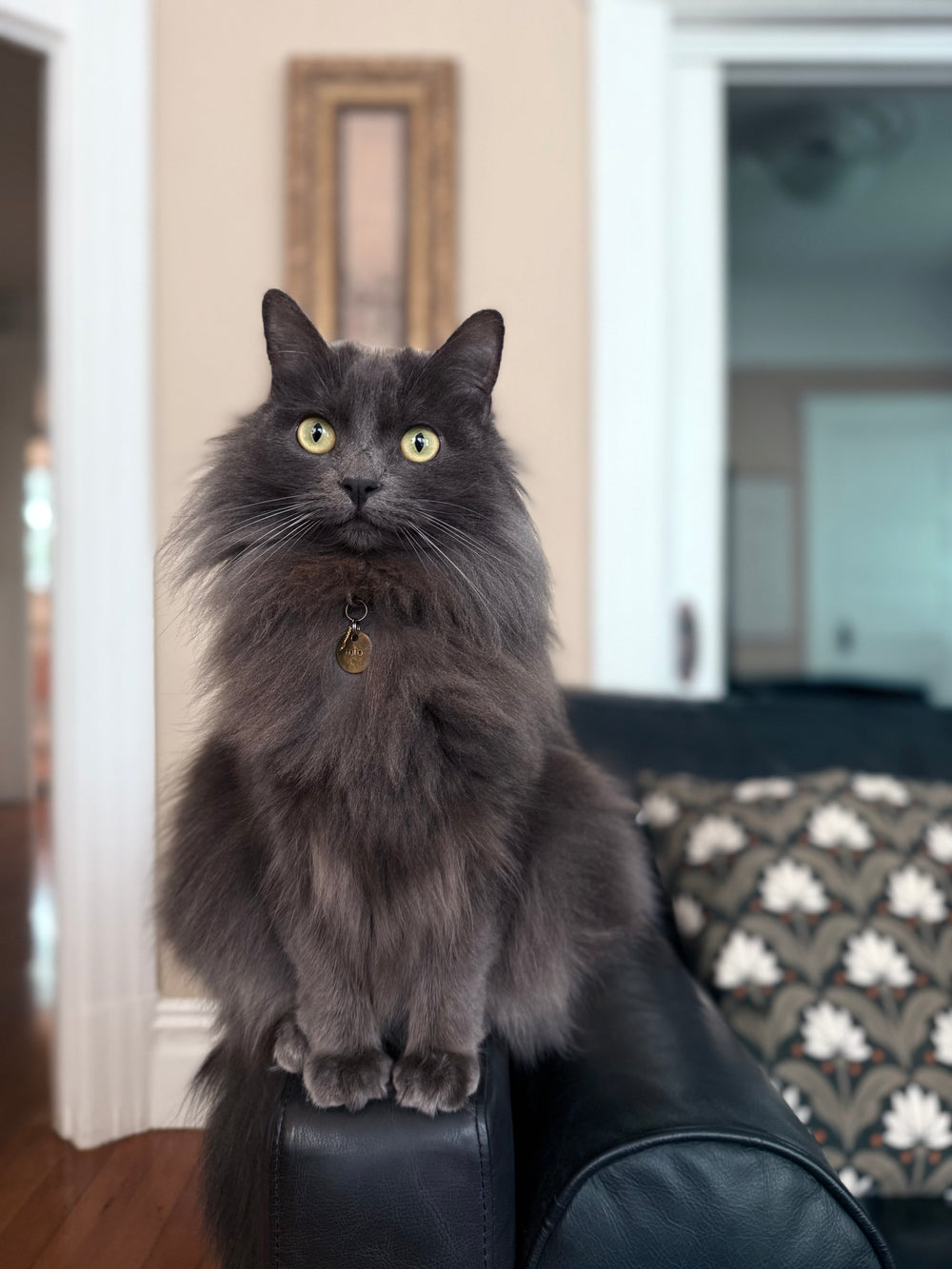 Original pet photo