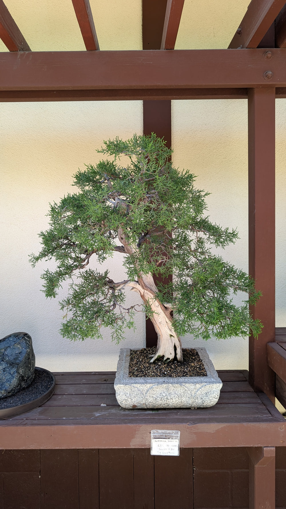 Bonsai tree - original photo