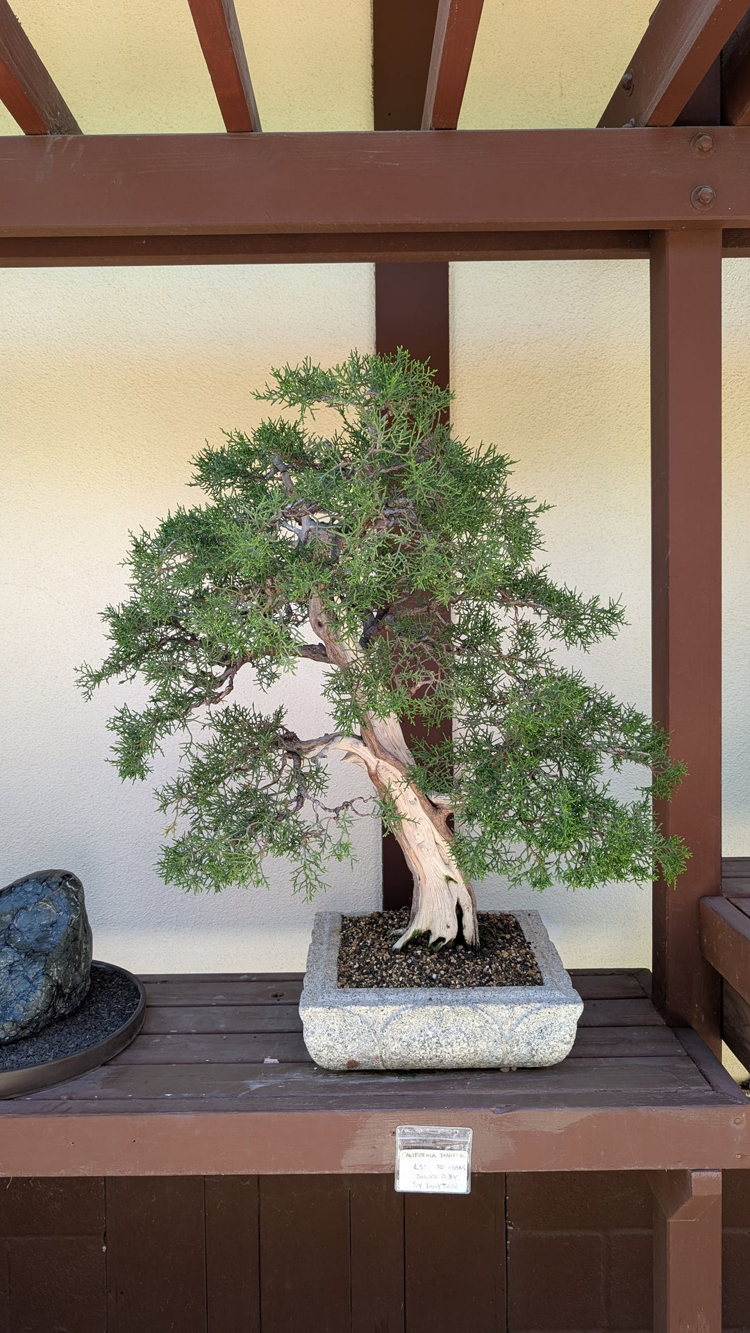 Bonsai tree - original photo