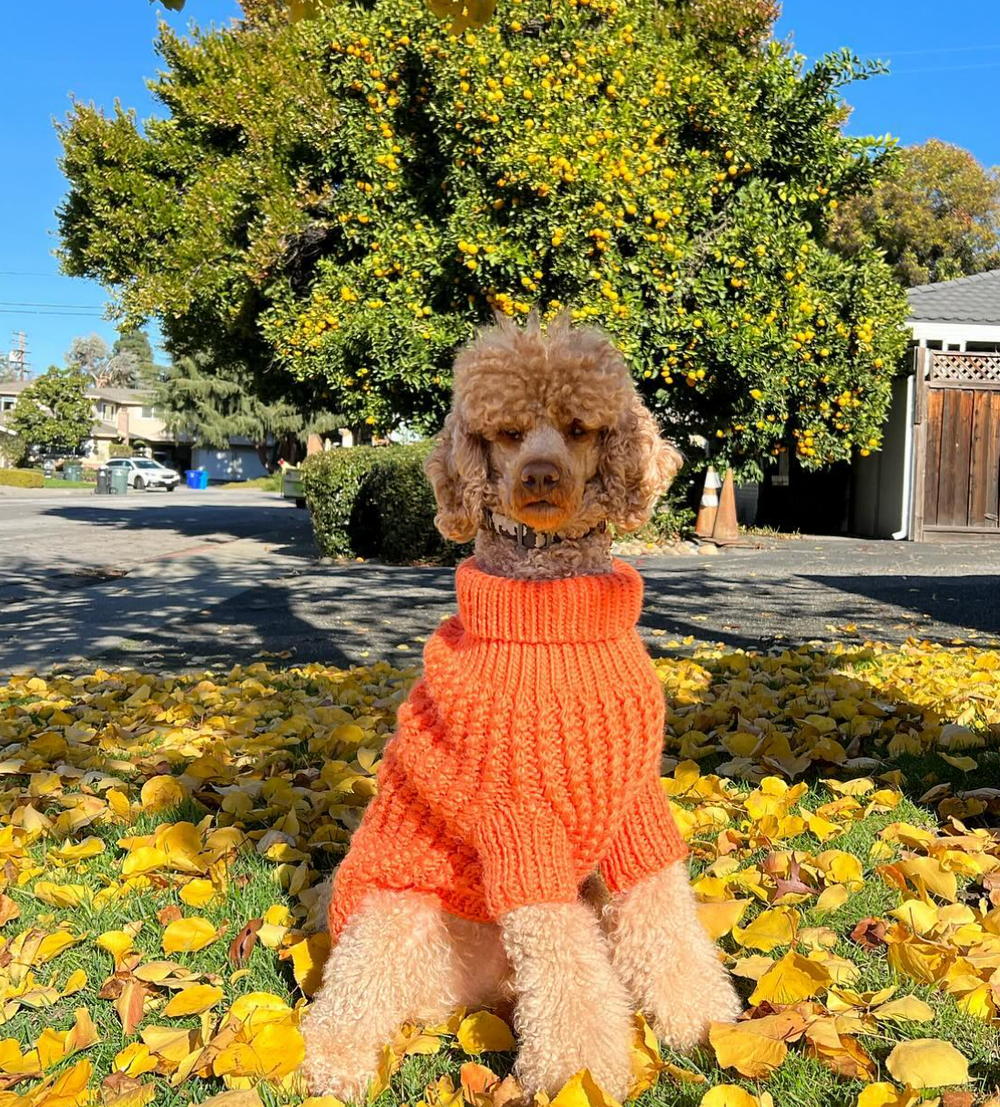 Ralph - original photo