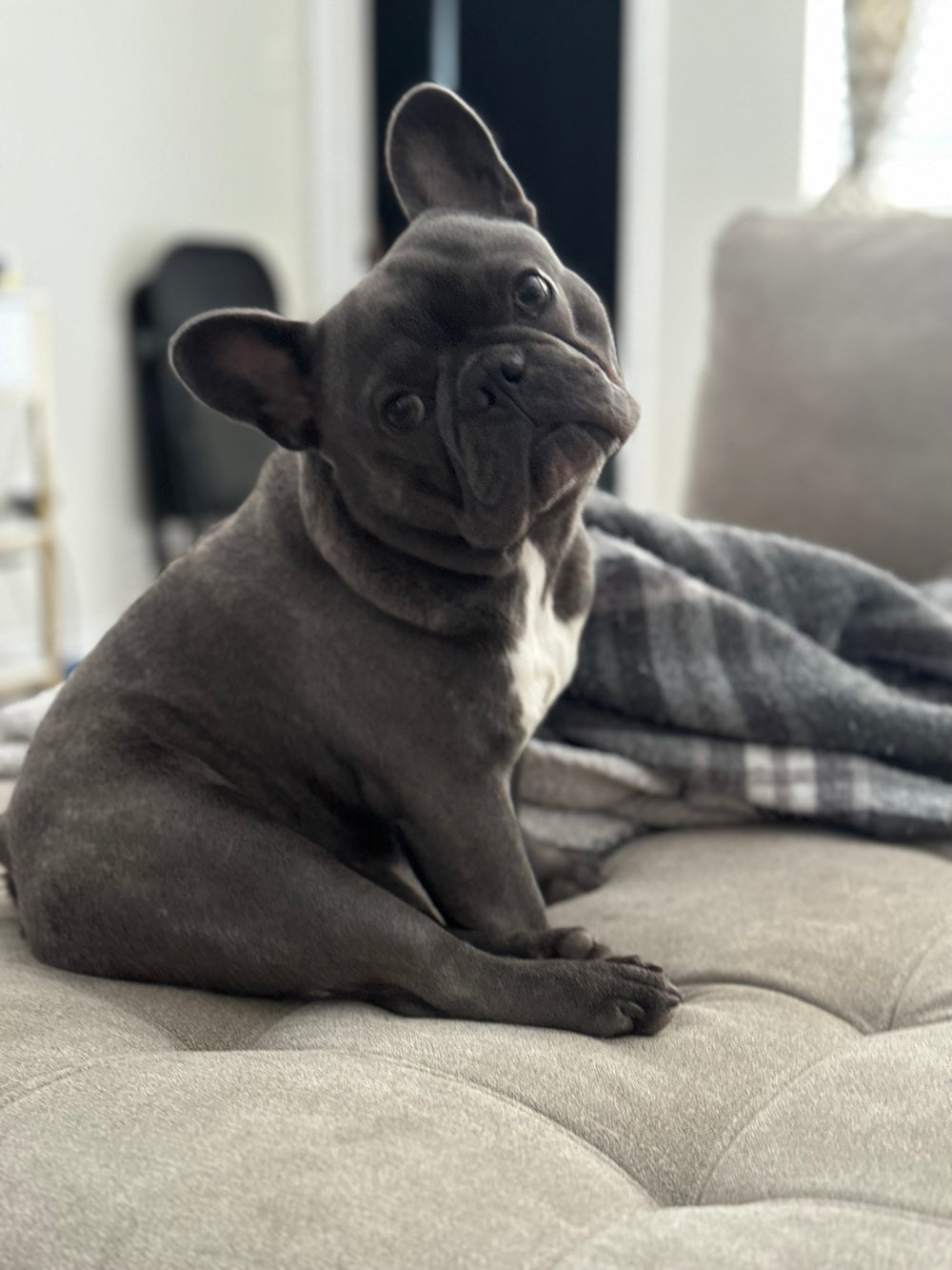 Original pet photo