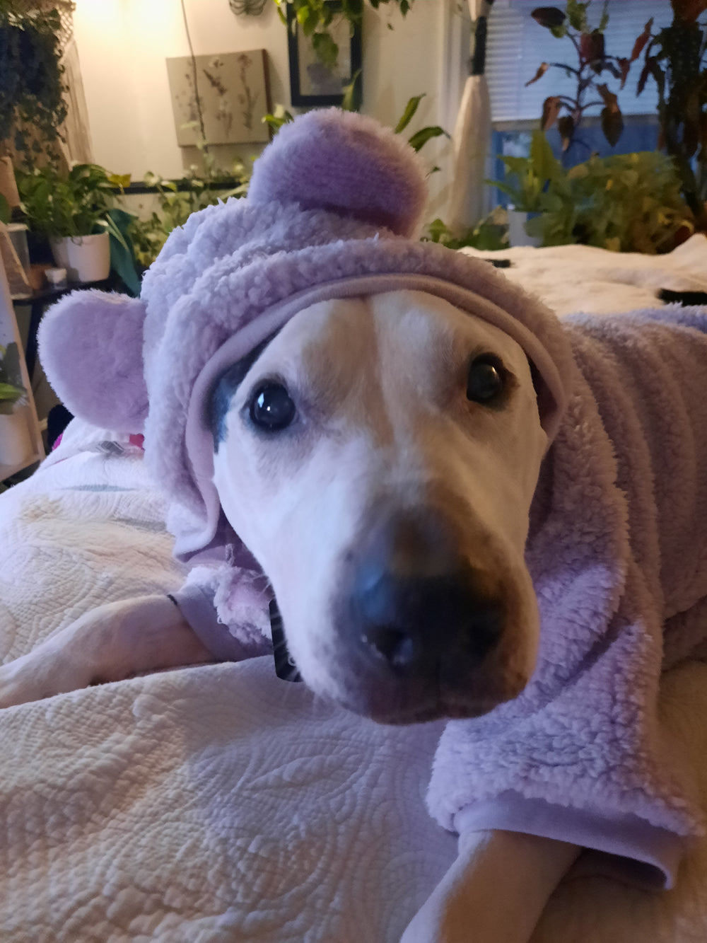 LUDO - original photo
