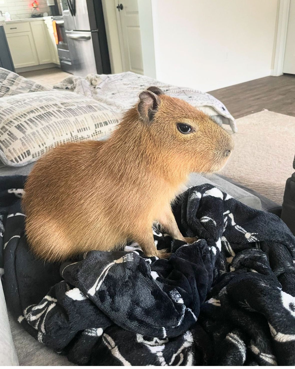 capybara - original photo