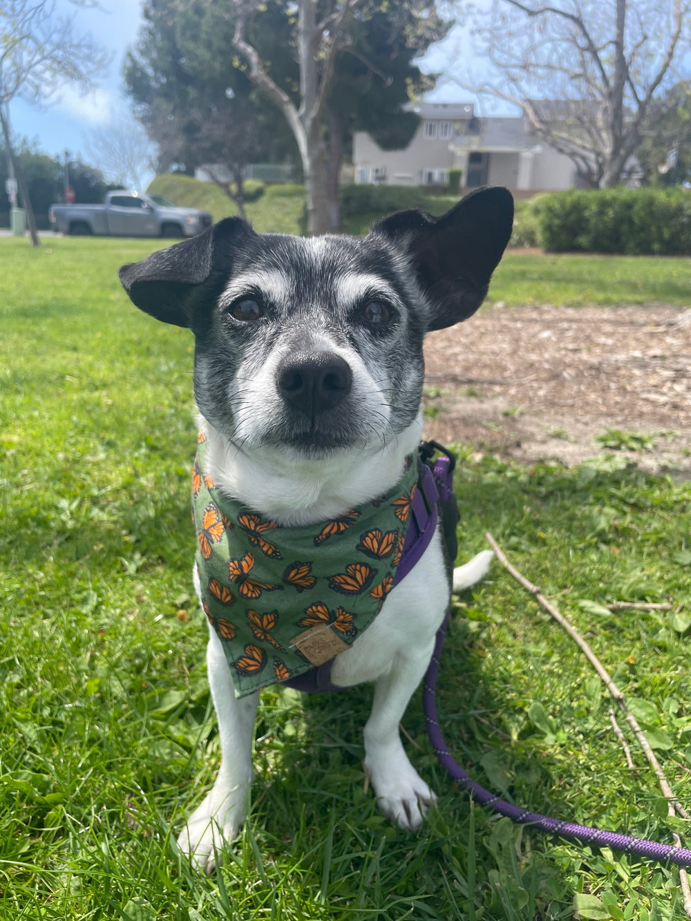 Original pet photo