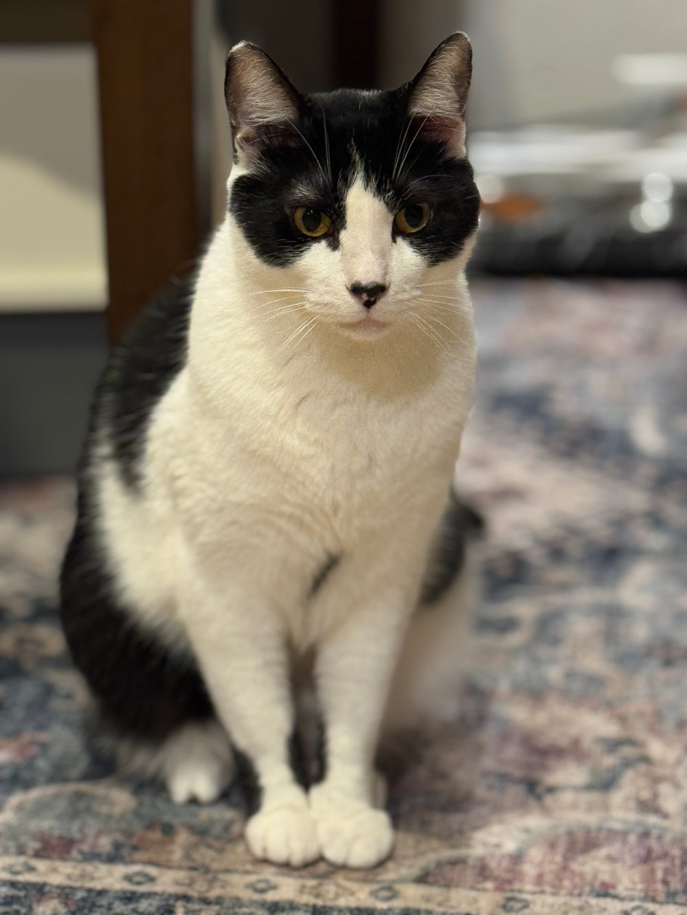 Milo - original photo