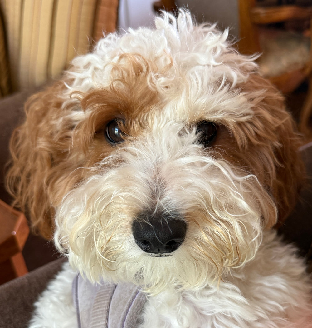 Original pet photo