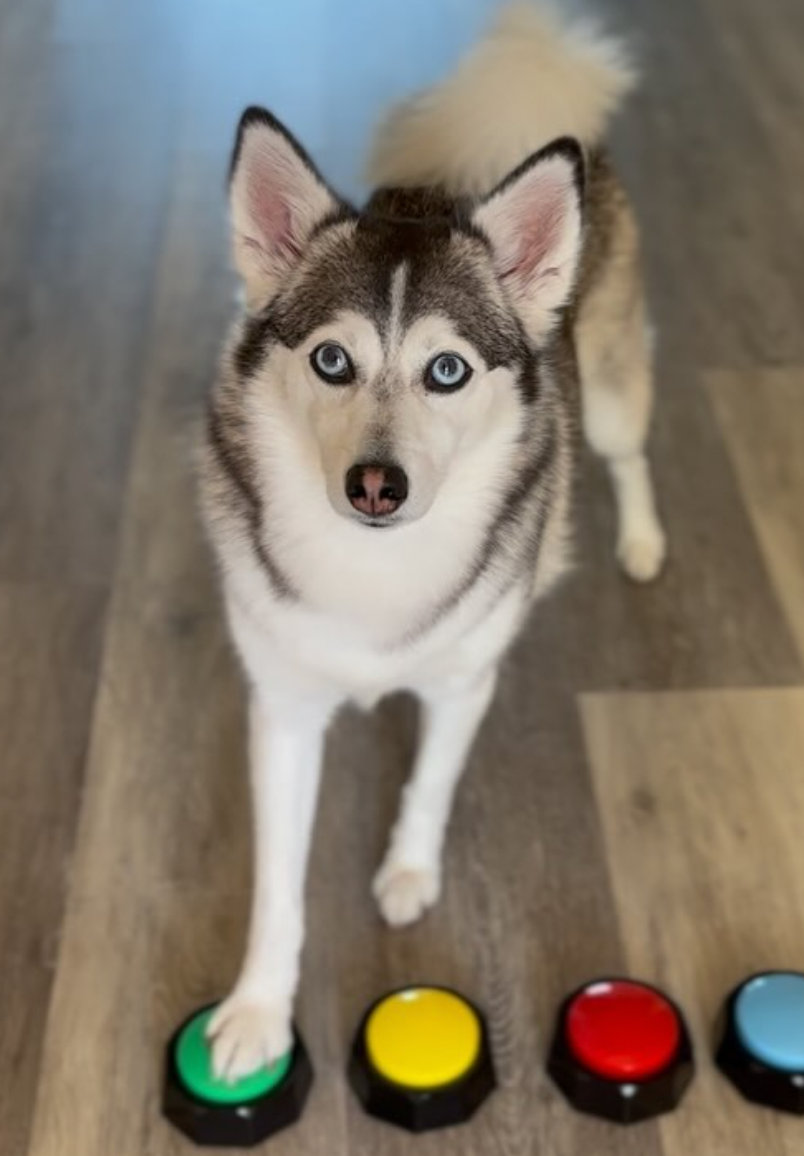 Sapphire - original photo