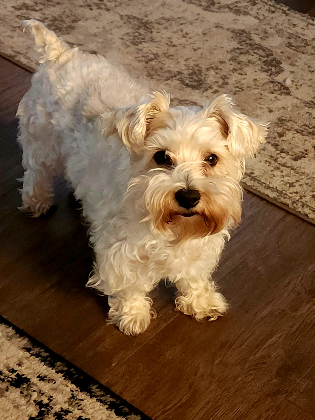 Original pet photo