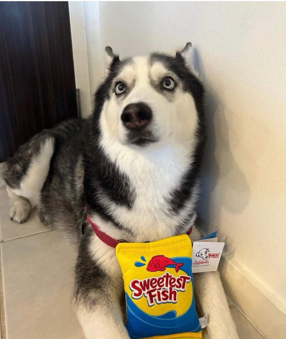Original pet photo