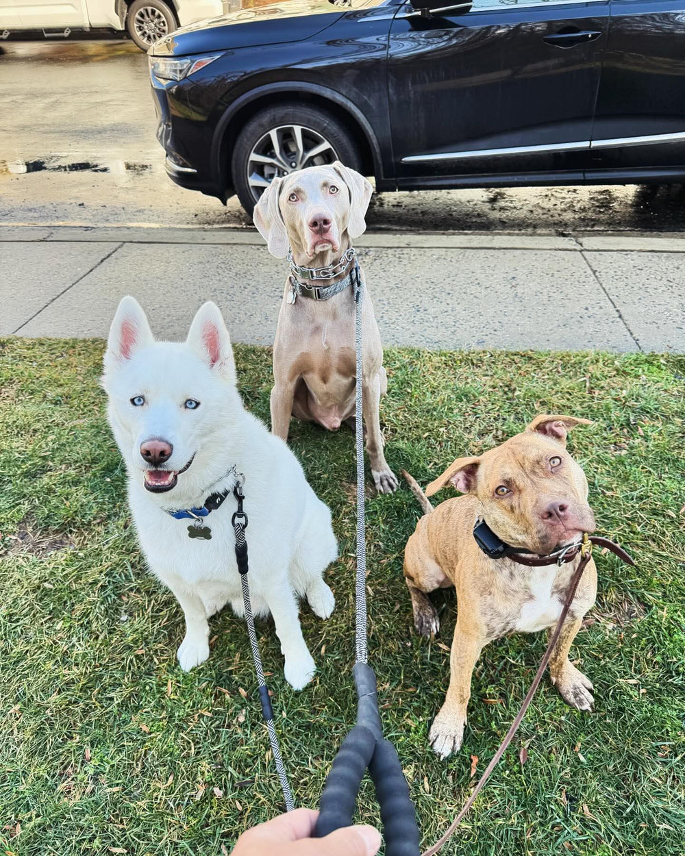 Original pet photo