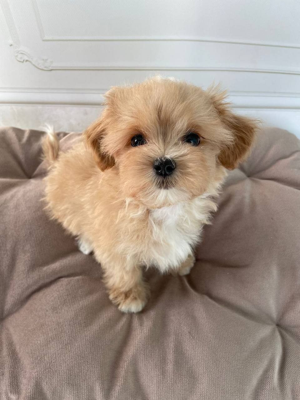 My dog in his childhood days - original photo