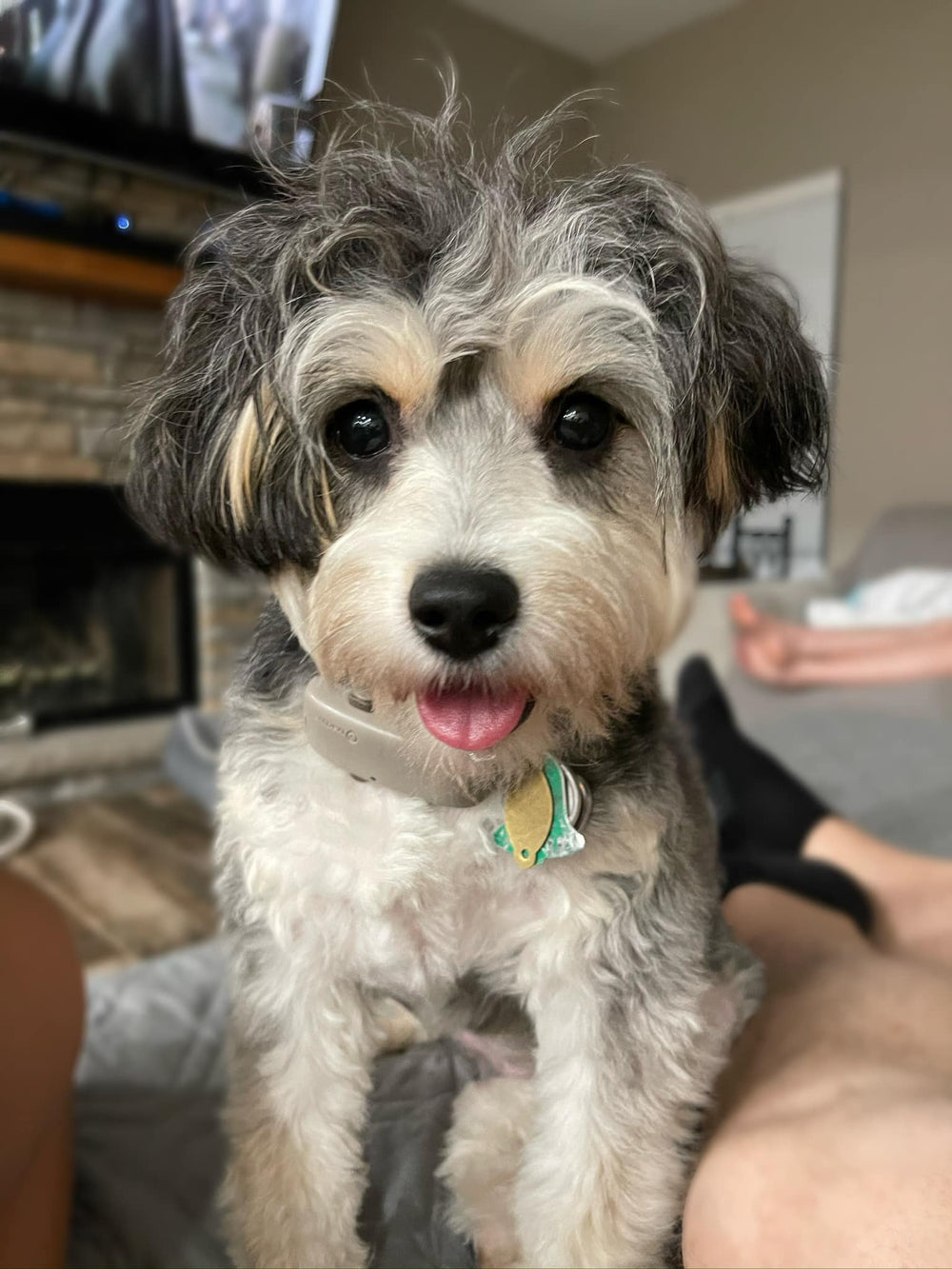 Doggie - original photo