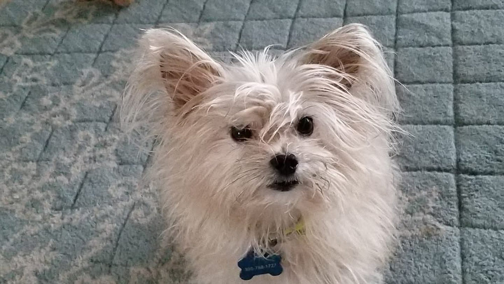 My dog - original photo